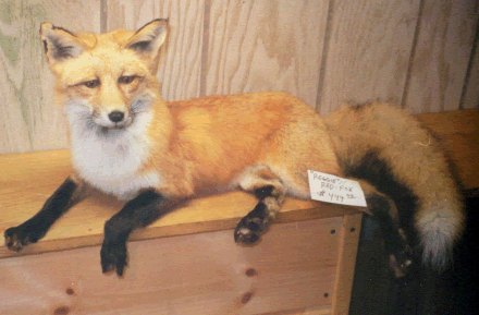 stuffed foxes for sale