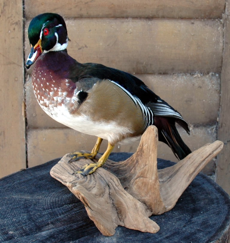 wood duck mounts. Wood Duck (Farm Raised)