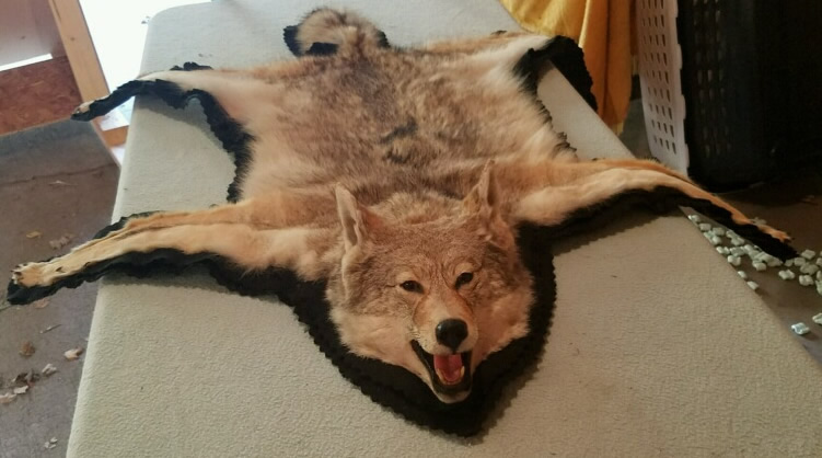Taxidermy Mounts For, How To Skin A Coyote For Rug