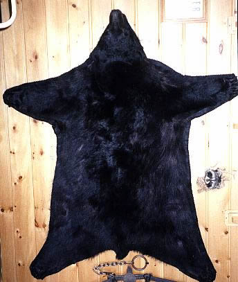For Taxidermy Mounts, How To Display Bear Skin Rug