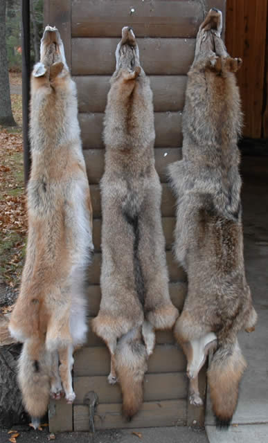 Howling coyote mount taxidermy,skin,fur,cabin,hunting
